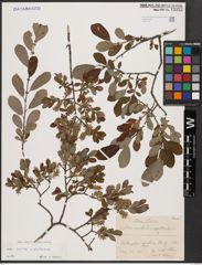 Salix aurita L. x Salix starkeana Willd.